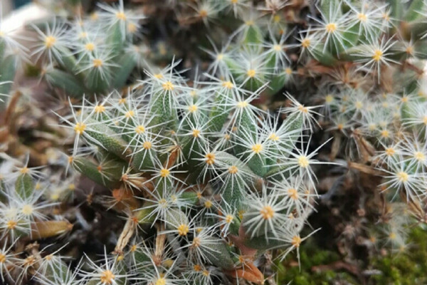 紫星光 Trichodiadema densum