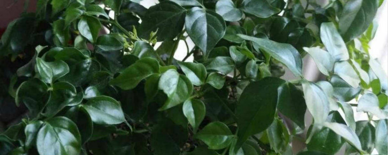 幸福树上长白色棉絮状怎么办