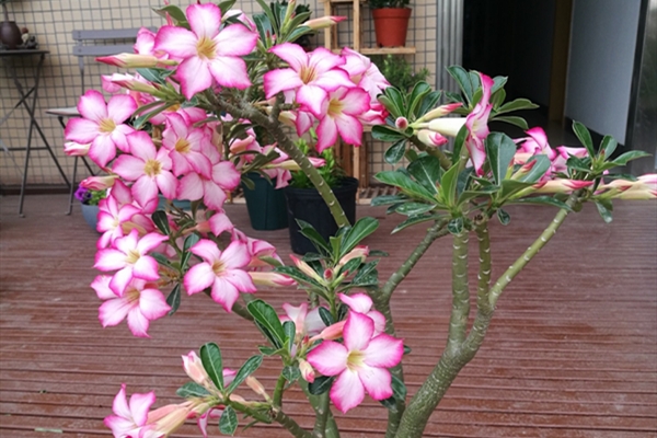 沙漠玫瑰 Adenium obesum