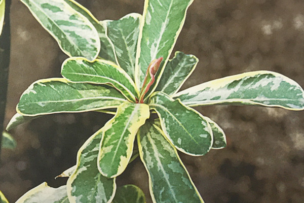 斑叶沙漠玫瑰 Adenium obesum ‘Variegata’ 斑叶沙漠玫瑰 Adenium obesum ‘Variegata’