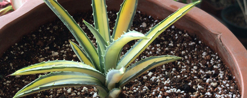 八荒殿的别名 八荒殿的别名