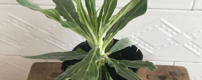 牛舌草长什么样