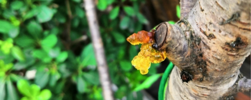 桃胶就是桃树上的桃油吗