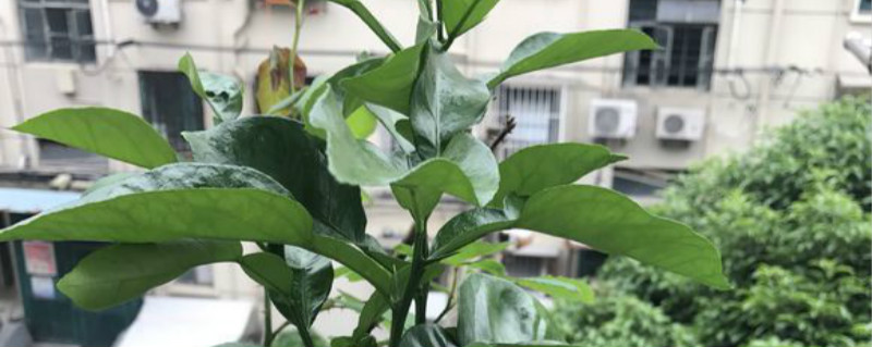 柚子盆栽几年开花 柚子盆栽几年开花