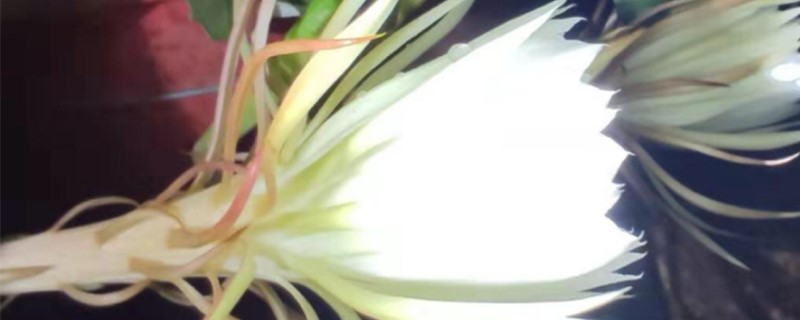 昙花喜阴还是喜阳 昙花喜阴还是喜阳