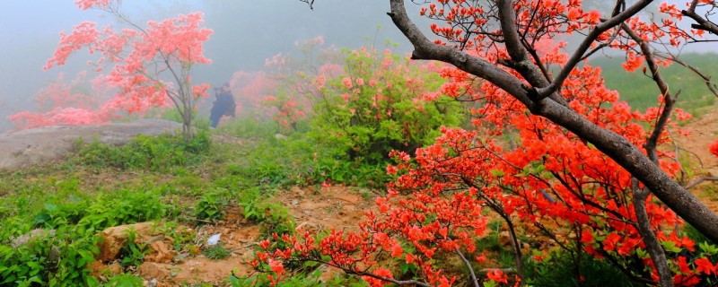 映山红叶尖枯竭是什么原因