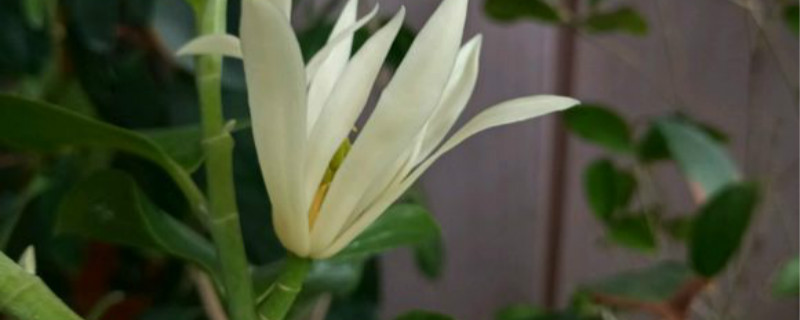 白兰花如何矮化