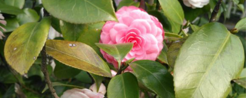 茶花结果是种子吗 茶花结果是种子吗