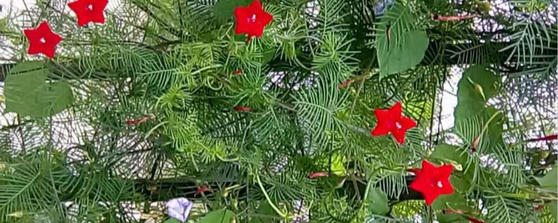 羽叶茑萝是多年生吗 羽叶茑萝是多年生吗