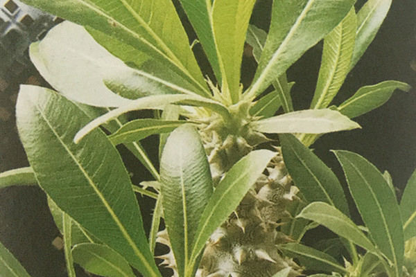 密花瓶干 Pachypodium densiflorum 密花瓶干 Pachypodium densiflorum