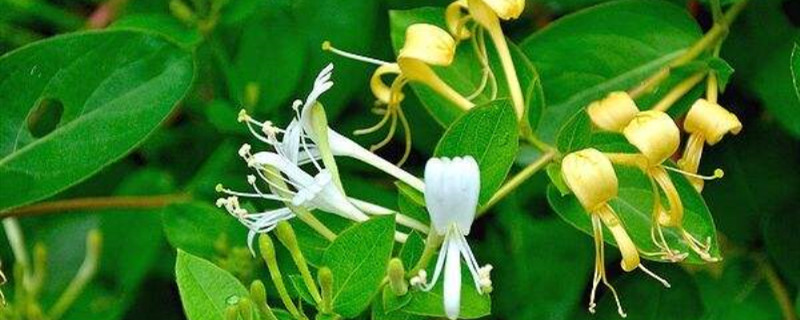 金银花修剪时间