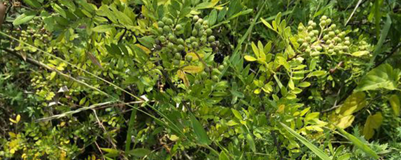 野花椒和家花椒的区别