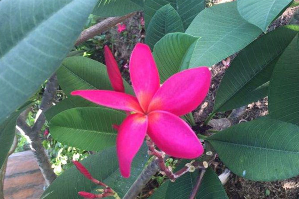 红花鸡蛋花 Plumeria rabra