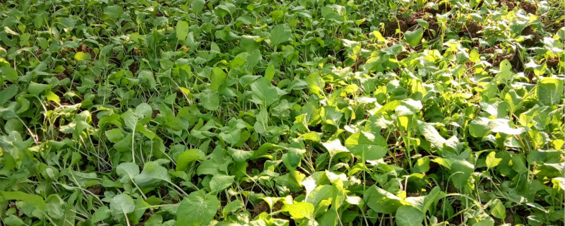 红菜苔北方能种吗 红菜苔北方能种吗