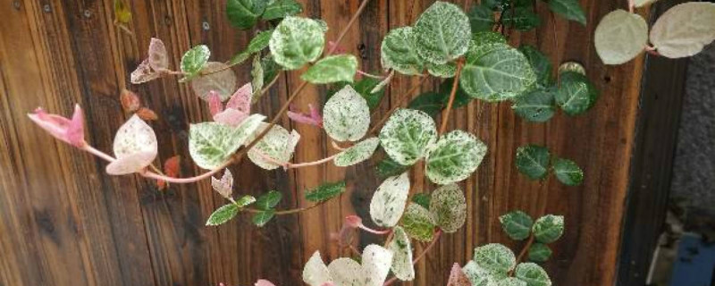 络石花寓意 络石花寓意