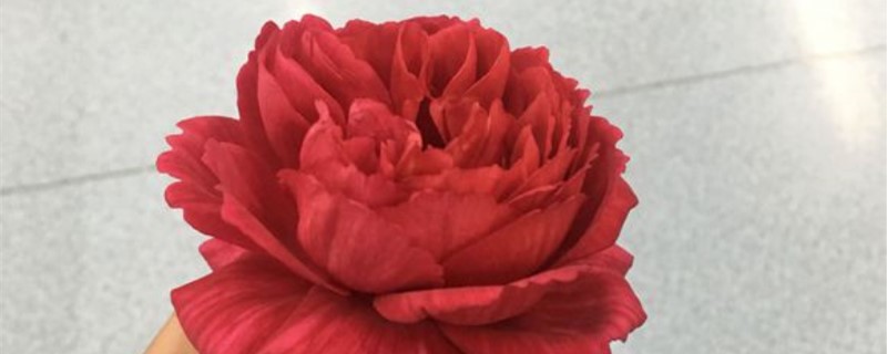 真彩230月季介绍 真彩230月季介绍
