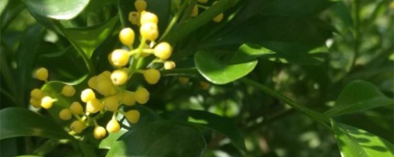米兰花叶子上有白点怎么办 米兰花叶子上有白点怎么办