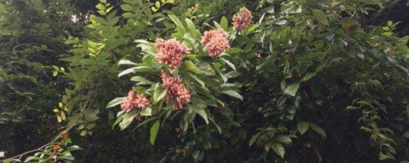 鸡血藤是什么植物 鸡血藤是什么植物