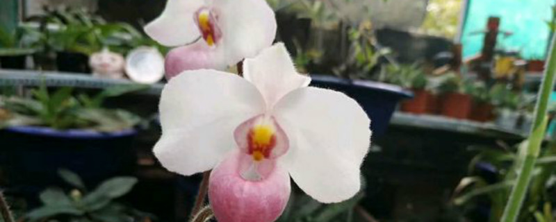 白花兜兰如何养