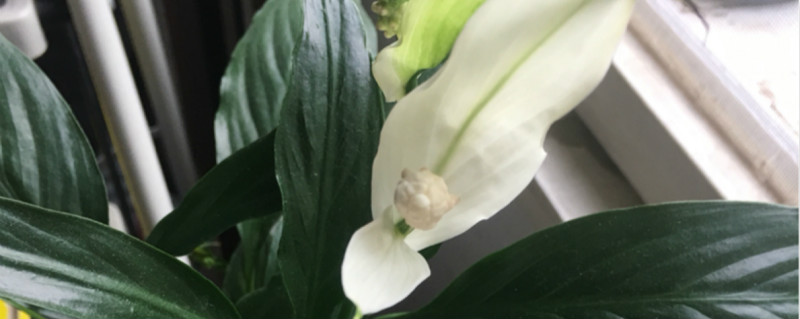 白鹤芋怎么浇水 白鹤芋怎么浇水