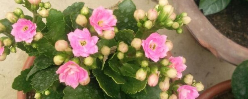 长寿花白粉病怎么办 长寿花白粉病怎么办