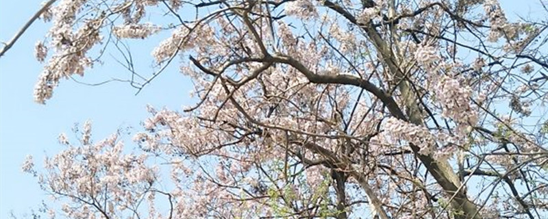 白花泡桐花语