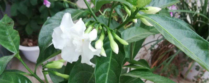 如何给夜来香浇水 如何给夜来香浇水
