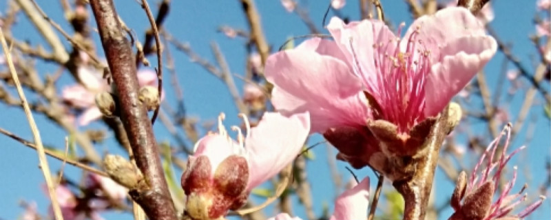 如何给桃花浇水