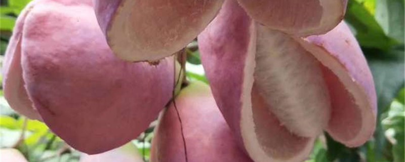 八月瓜生长条件 八月瓜生长条件