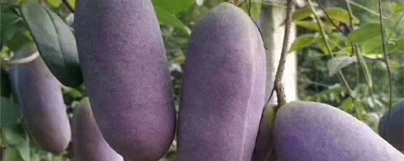 八月瓜生长环境温度 八月瓜生长环境温度