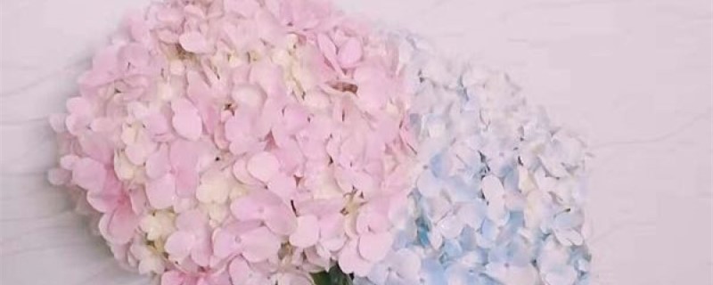 春季如何扦插八仙花