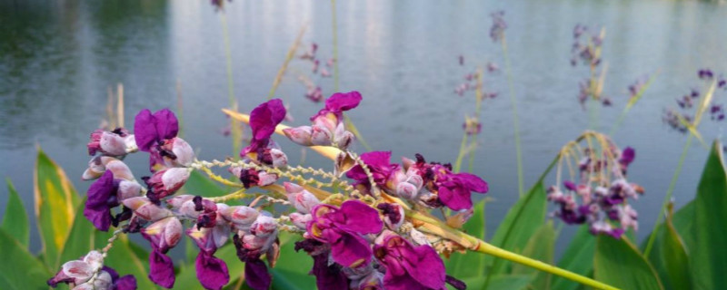 如何给再力花浇水