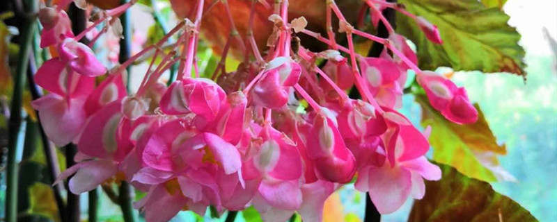 如何给竹节海棠浇水 如何给竹节海棠浇水