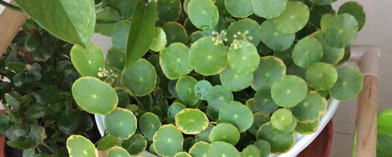 如何给金钱草浇水 如何给金钱草浇水