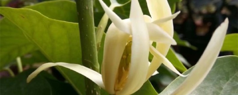 白兰花什么时候施肥 白兰花什么时候施肥