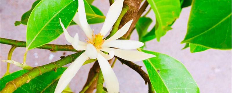 白兰花用什么土壤