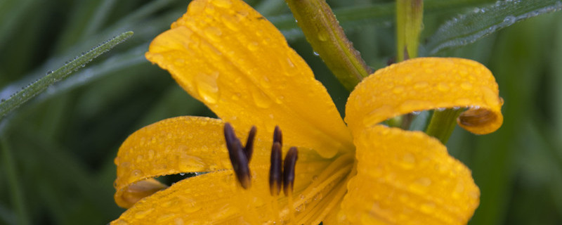 如何给萱草花浇水