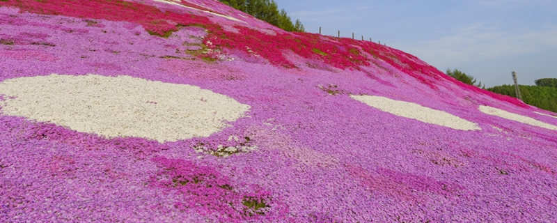 如何给芝樱浇水