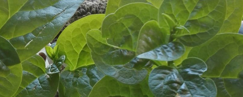 如何给落葵浇水 如何给落葵浇水