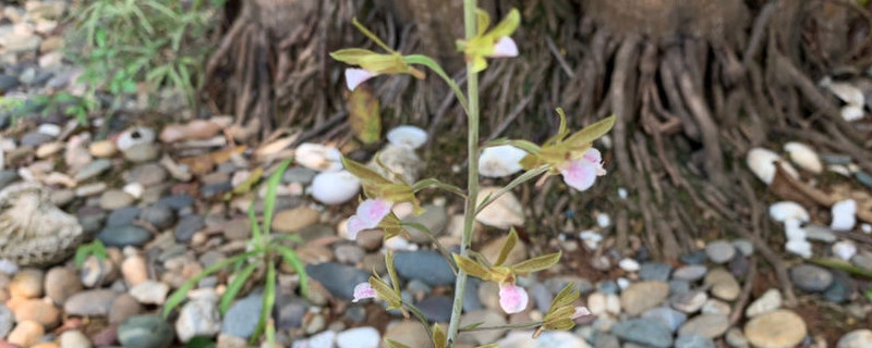 如何给美冠兰浇水