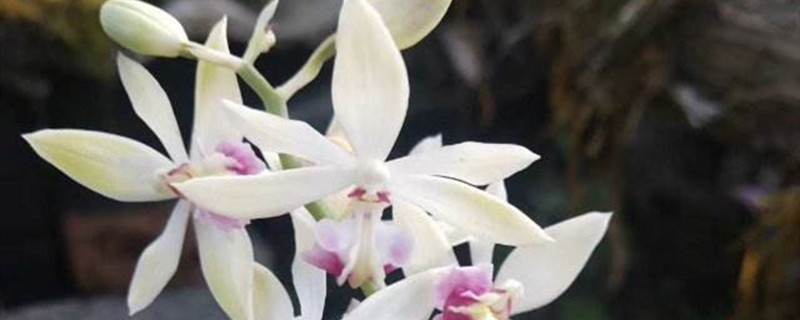 如何给虾脊兰浇水 如何给虾脊兰浇水