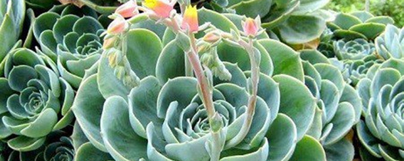 如何给大叶莲花掌浇水