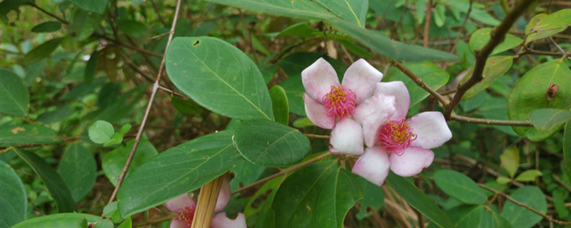 如何给毛茉莉浇水