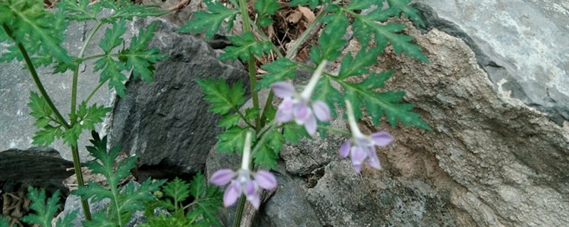 如何给还亮草浇水