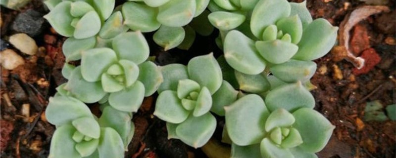 白牡丹什么时候开花 白牡丹什么时候开花