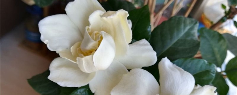 花的浇水频率跟时间 花的浇水频率跟时间