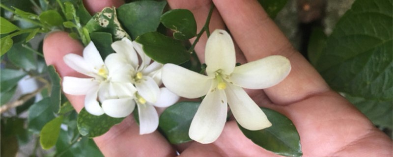 北方适合盆栽九里香吗 北方适合盆栽九里香吗