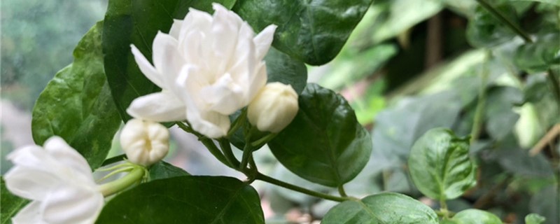 白玉兰什么时候移栽 白玉兰什么时候移栽