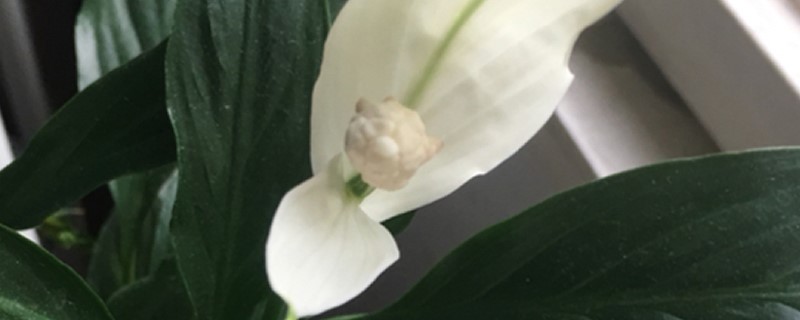白掌花为什么变黑 白掌花为什么变黑