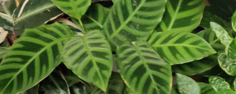如何给天鹅绒竹芋浇水 如何给天鹅绒竹芋浇水